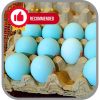 Telur Bebek Per Butir